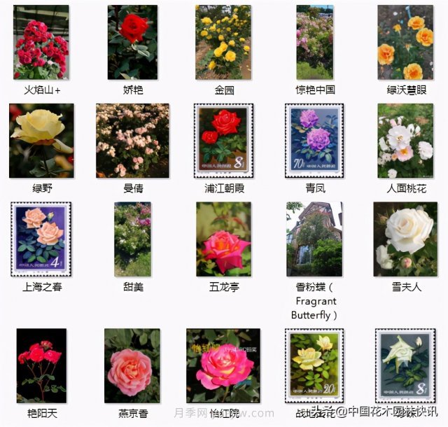 月季創(chuàng)新聯(lián)盟評出百個月季品種 百年百花獻禮建黨百年(圖12)
