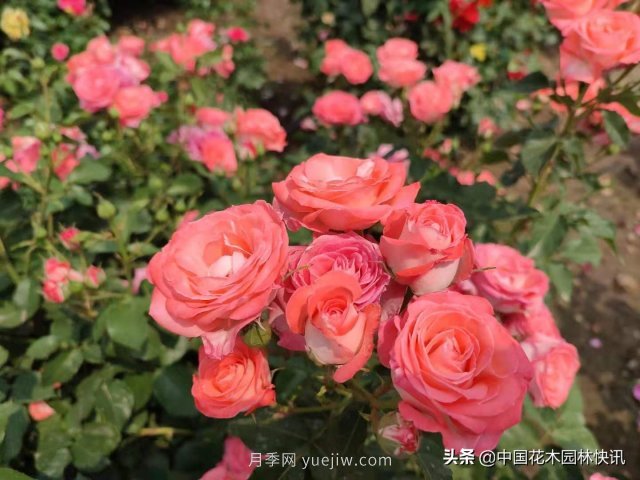 月季創(chuàng)新聯(lián)盟評出百個月季品種 百年百花獻禮建黨百年(圖5)