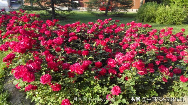 月季創(chuàng)新聯(lián)盟評出百個月季品種 百年百花獻禮建黨百年(圖2)