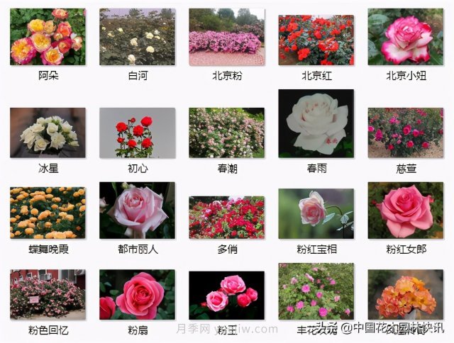 月季創(chuàng)新聯(lián)盟評出百個月季品種 百年百花獻禮建黨百年(圖9)