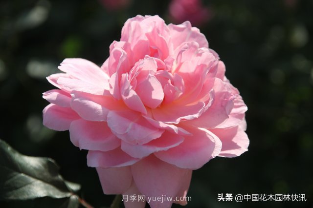 月季創(chuàng)新聯(lián)盟評出百個月季品種 百年百花獻禮建黨百年(圖3)