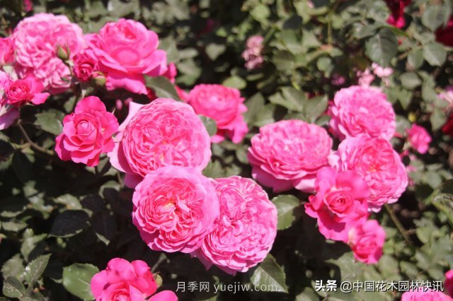 月季創(chuàng)新聯(lián)盟評出百個月季品種 百年百花獻禮建黨百年(圖1)