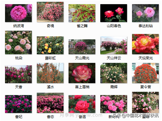 月季創(chuàng)新聯(lián)盟評出百個月季品種 百年百花獻禮建黨百年(圖10)