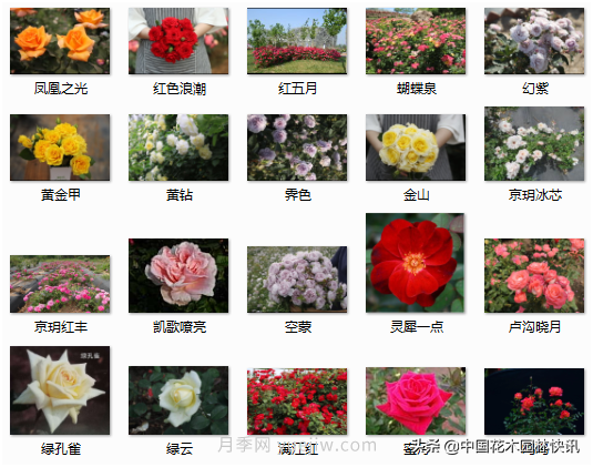 月季創(chuàng)新聯(lián)盟評出百個月季品種 百年百花獻禮建黨百年(圖8)