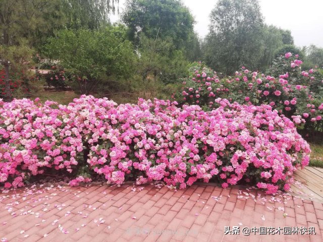 月季創(chuàng)新聯(lián)盟評出百個月季品種 百年百花獻禮建黨百年(圖6)
