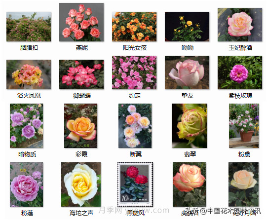 月季創(chuàng)新聯(lián)盟評出百個月季品種 百年百花獻禮建黨百年(圖11)