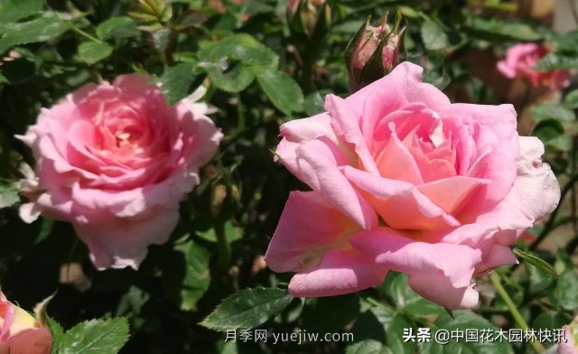 月季創(chuàng)新聯(lián)盟評出百個月季品種 百年百花獻禮建黨百年(圖4)