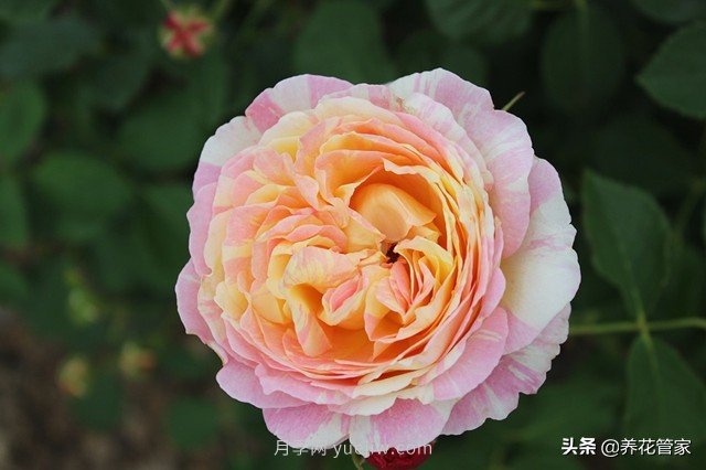 盤點五款耐熱耐曬月季，南方花友照樣養(yǎng)(圖2)