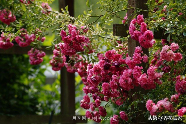 盤點五款耐熱耐曬月季，南方花友照樣養(yǎng)(圖5)