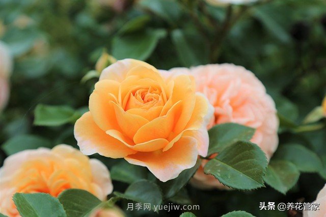 盤點五款耐熱耐曬月季，南方花友照樣養(yǎng)(圖1)