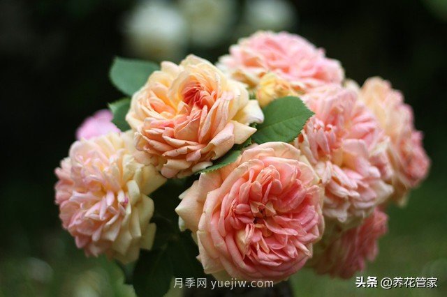 盤點五款耐熱耐曬月季，南方花友照樣養(yǎng)(圖4)