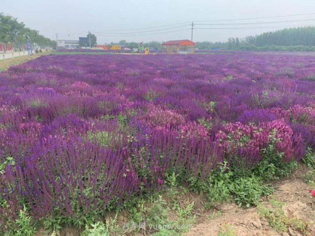 聊城芳香文化博覽園，鄉(xiāng)村振興巾幗示范基地(圖4)