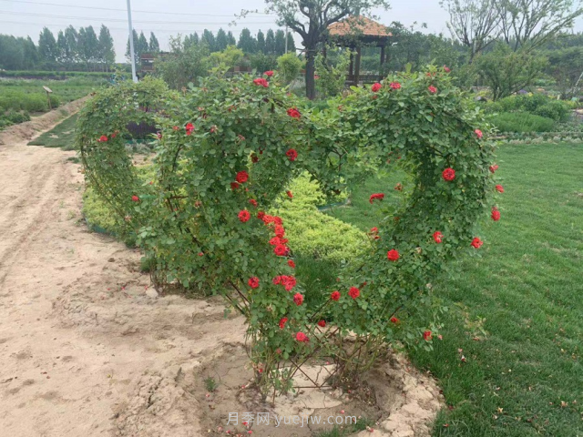 聊城芳香文化博覽園，鄉(xiāng)村振興巾幗示范基地(圖2)