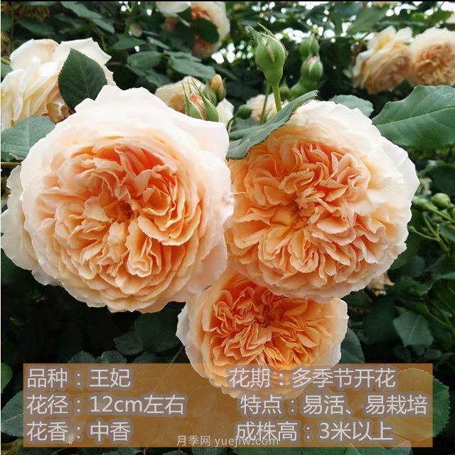 炎炎夏日有花香，推薦四款比較香的月季(圖4)