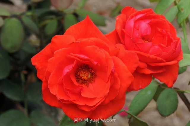 炎炎夏日有花香，推薦四款比較香的月季(圖3)
