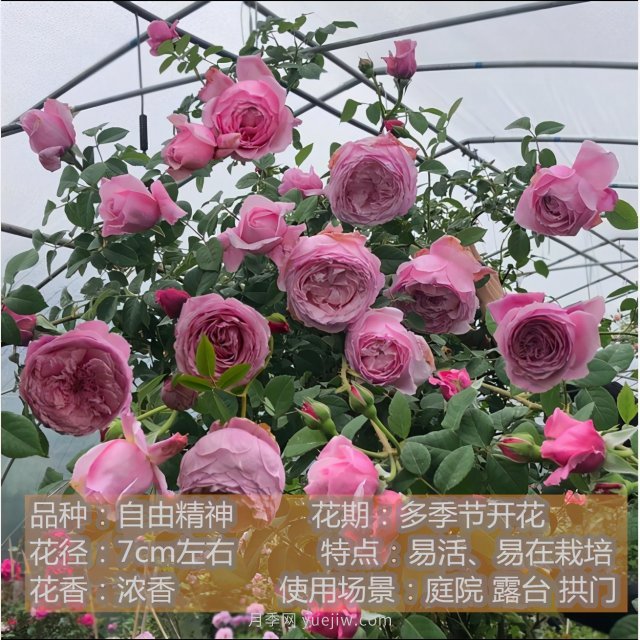 炎炎夏日有花香，推薦四款比較香的月季(圖1)