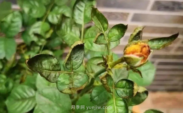 7月月季常爆發(fā)這3種蟲害，對癥下藥無煩惱(圖4)