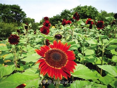 2021年鄭州植物園向日葵花展，6萬(wàn)余株葵花向陽(yáng)而開(kāi)(圖1)