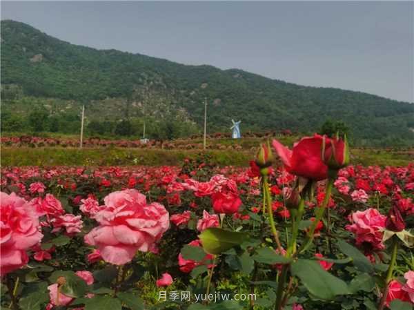 信陽(yáng)羅山：美麗鄉(xiāng)村綻放月季“美麗經(jīng)濟(jì)”(圖2)