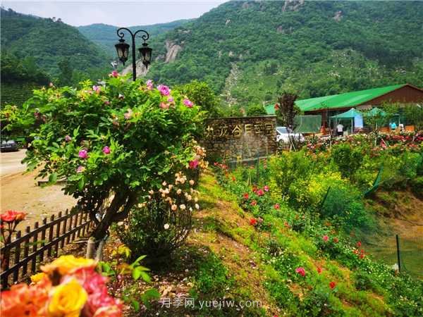 信陽(yáng)羅山：美麗鄉(xiāng)村綻放月季“美麗經(jīng)濟(jì)”(圖1)
