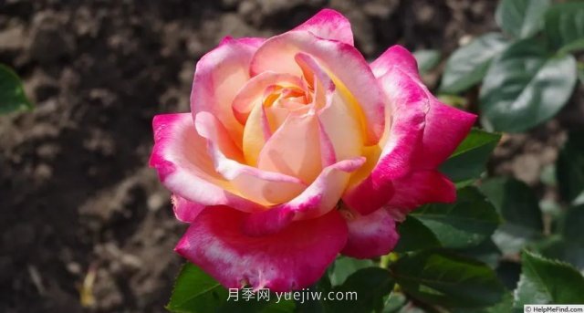 全世界每一個(gè)月季品種園里，都會(huì)有一種和平月季寧?kù)o祥和地盛開(圖8)