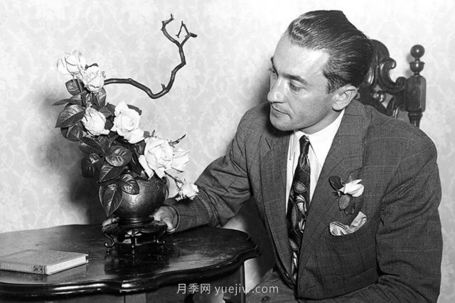 全世界每一個(gè)月季品種園里，都會(huì)有一種和平月季寧?kù)o祥和地盛開(圖2)