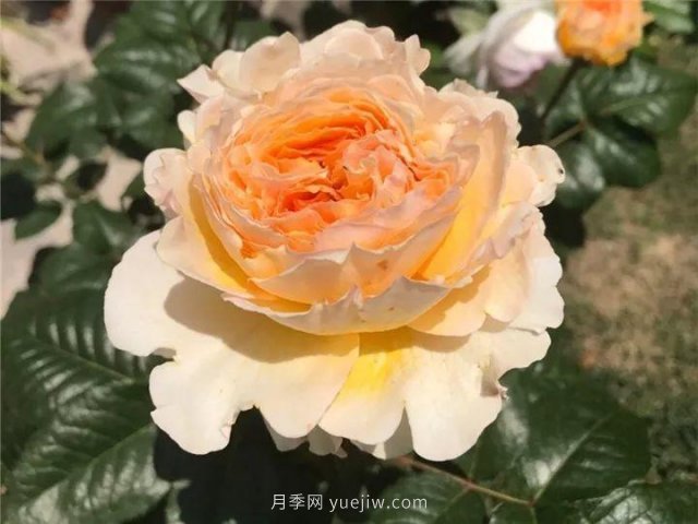 夏天隨便養(yǎng)，20個(gè)不怕熱的耐熱月季品種推薦(圖4)