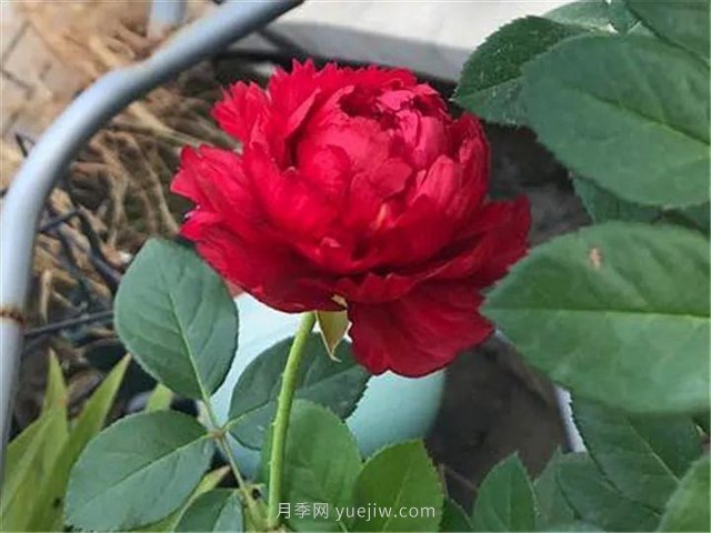 夏天隨便養(yǎng)，20個(gè)不怕熱的耐熱月季品種推薦(圖16)
