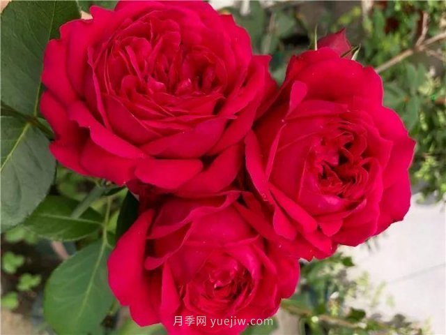 夏天隨便養(yǎng)，20個(gè)不怕熱的耐熱月季品種推薦(圖1)