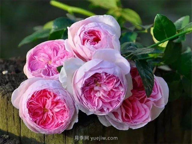 夏天隨便養(yǎng)，20個(gè)不怕熱的耐熱月季品種推薦(圖20)