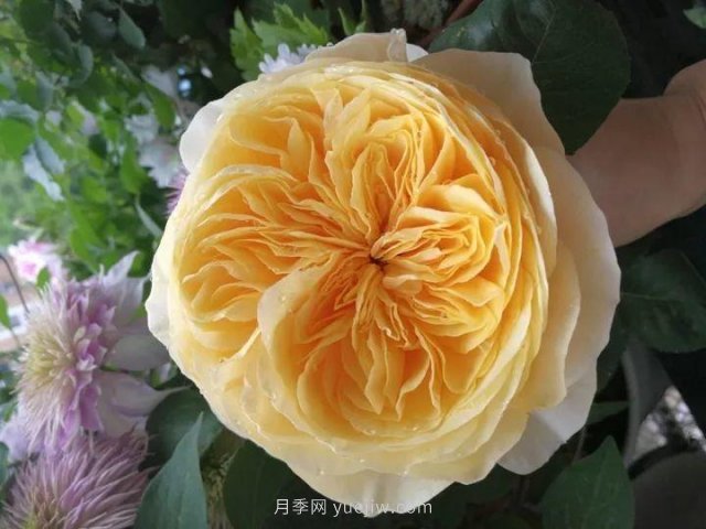 夏天隨便養(yǎng)，20個(gè)不怕熱的耐熱月季品種推薦(圖19)