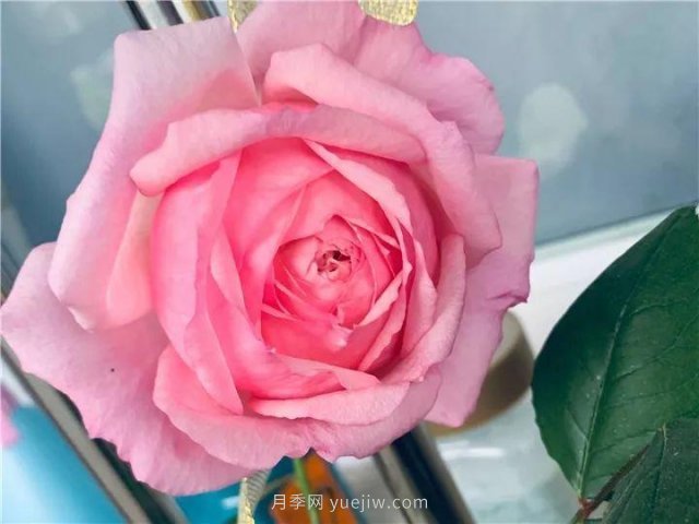 夏天隨便養(yǎng)，20個(gè)不怕熱的耐熱月季品種推薦(圖10)
