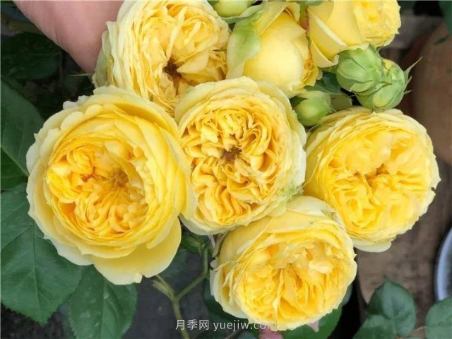 夏天隨便養(yǎng)，20個(gè)不怕熱的耐熱月季品種推薦(圖13)