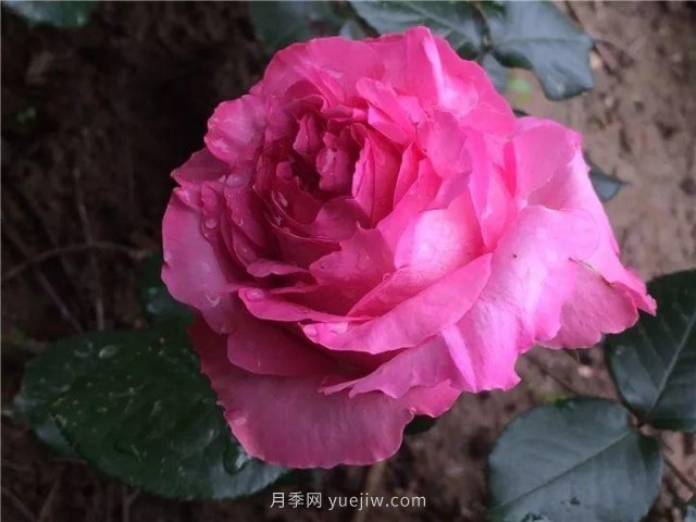 夏天隨便養(yǎng)，20個(gè)不怕熱的耐熱月季品種推薦(圖5)