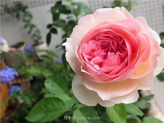 夏天隨便養(yǎng)，20個(gè)不怕熱的耐熱月季品種推薦(圖18)