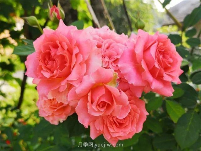 夏天隨便養(yǎng)，20個(gè)不怕熱的耐熱月季品種推薦(圖8)