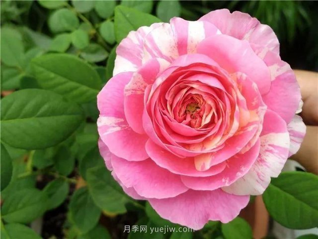 夏天隨便養(yǎng)，20個(gè)不怕熱的耐熱月季品種推薦(圖3)