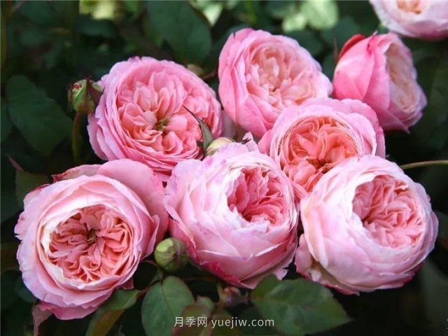 夏天隨便養(yǎng)，20個(gè)不怕熱的耐熱月季品種推薦(圖17)