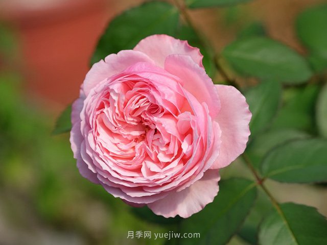 雨季如何做好苗木的防澇準(zhǔn)備工作，才能減少苗圃損失？(圖1)