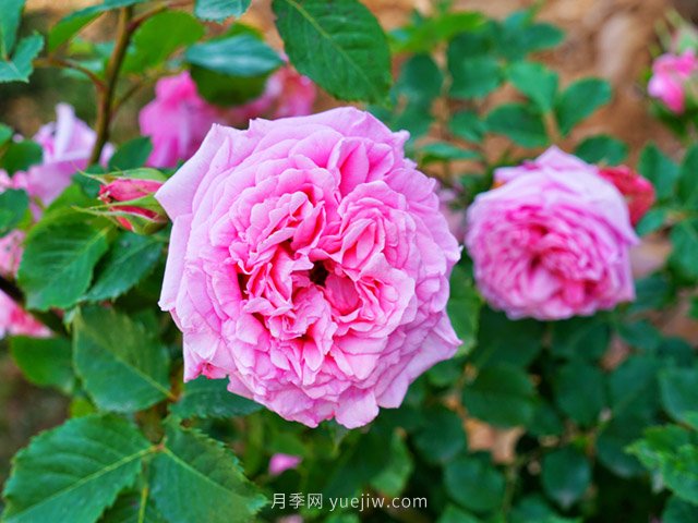 賞花經(jīng)濟(jì)興起，這幾個樹種或?qū)⒊蔀槊缒拘袠I(yè)新機(jī)遇！(圖1)