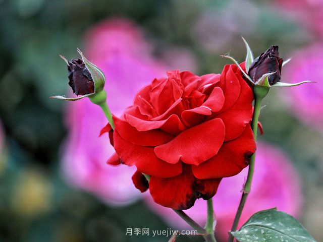 植物設(shè)計(jì)師必須懂得景觀空間尺度設(shè)計(jì)，(圖1)