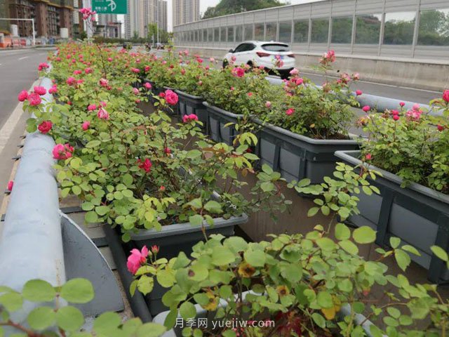為什么自家基地的苗木總是賣不出去？(圖1)