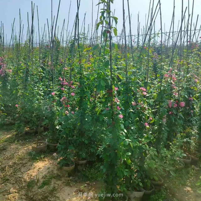 南陽(yáng)藤本月季基地大量出售，品種花色多(圖1)