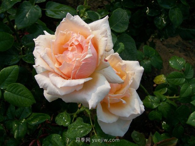 大獎(jiǎng)?wù)略录?圖3) 大獎(jiǎng)?wù)略录?圖3)