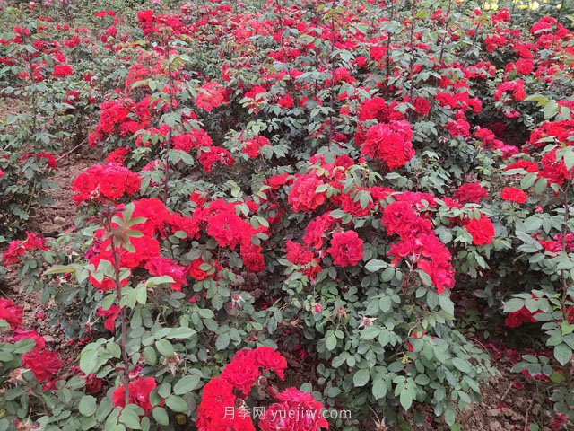8月園林植物養(yǎng)護建議(圖1)