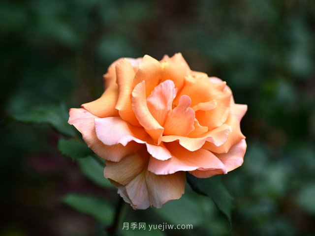 適合高速公路護坡的灌木花木都有哪些？(圖1)