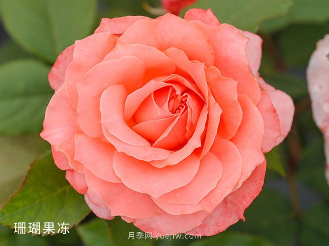 新手月季花友買什么品種？給大家分享5種經(jīng)典品種(圖4)