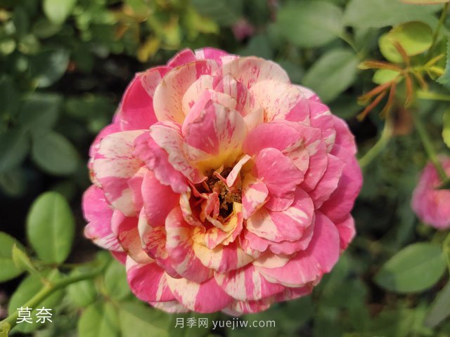 推薦5個漂亮月季品種適合秋天養(yǎng)，耐熱耐寒性都優(yōu)秀(圖5)