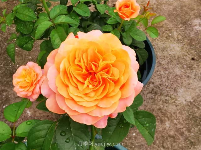 推薦5款高顏值黃色月季品種，美麗又好養(yǎng)！(圖1)