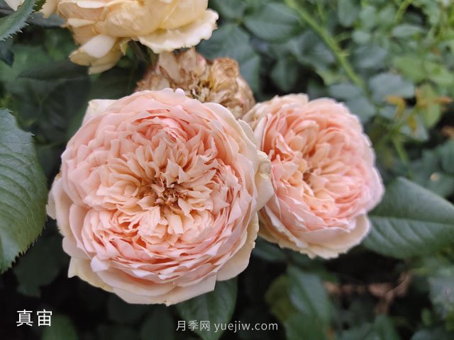 推薦5款高顏值黃色月季品種，美麗又好養(yǎng)！(圖3)
